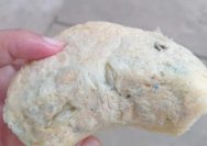 Roti Berjamur di Ambunten, SPPG Yayasan Garuda Jaya Tuai Keluhan Wali Murid (For Yakusa)