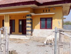 Tak Terpakai, Gedung Polindes di Pamekasan Jadi Tempat Gembala Kambing